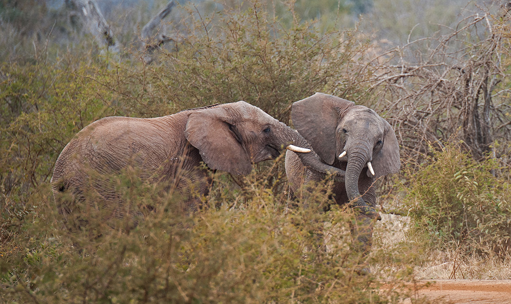 Madikwe Game Reserve Elephants Play Fight